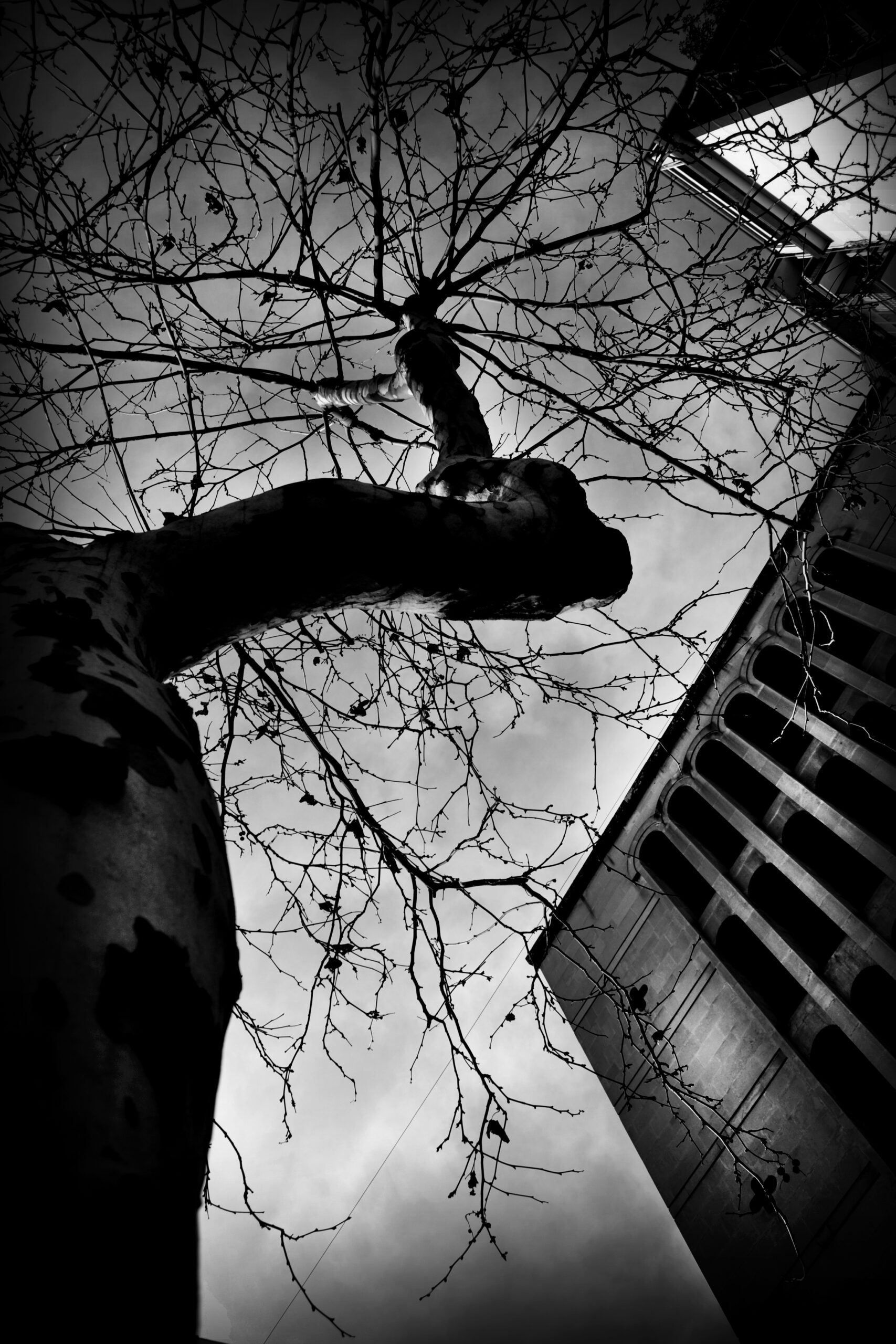 The Tree of Life — Vogue Italia PhotoVogue 2012 — Best Selection — Filippo Papa